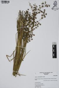Juncus microcephalus image
